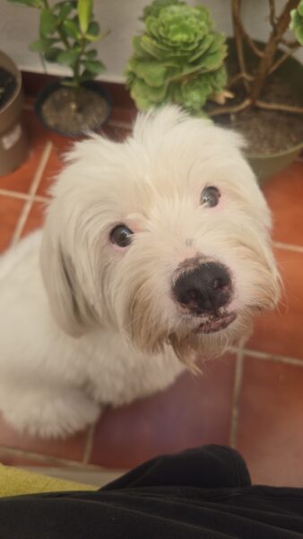 Teodoro